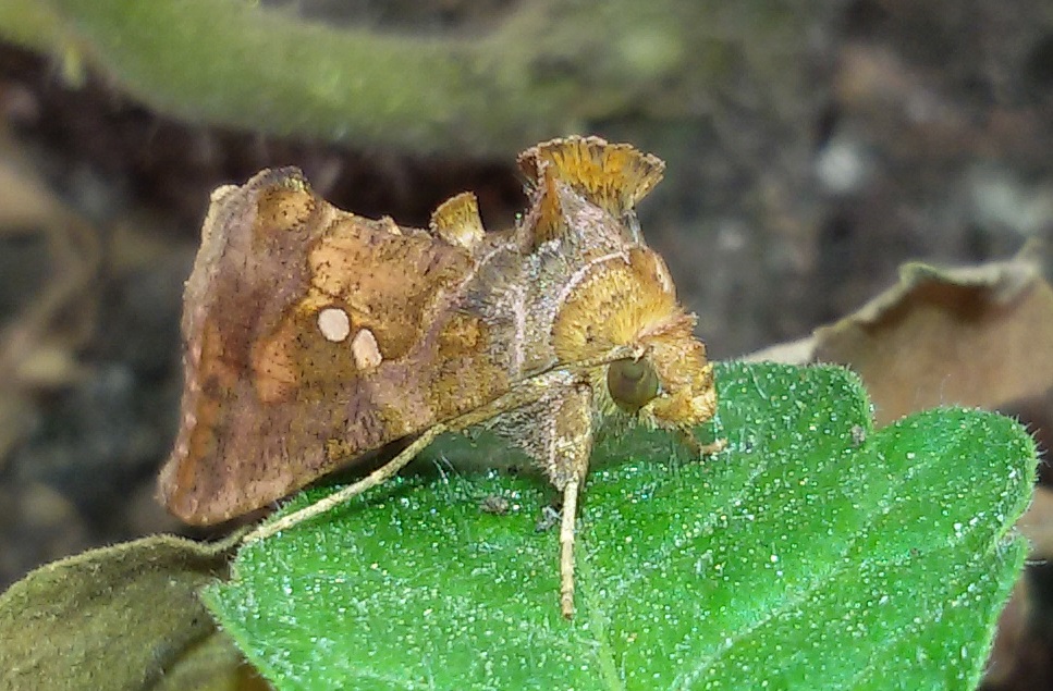 Bruchi sul pomodoro - Noctuidae Plusiinae