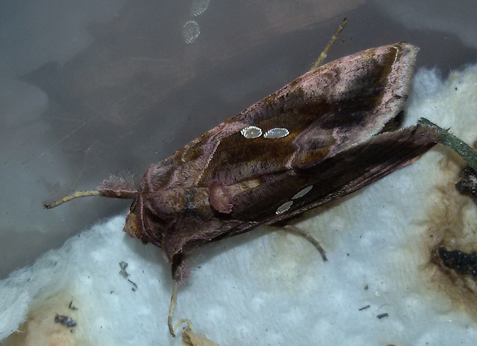 Bruchi sul pomodoro - Noctuidae Plusiinae