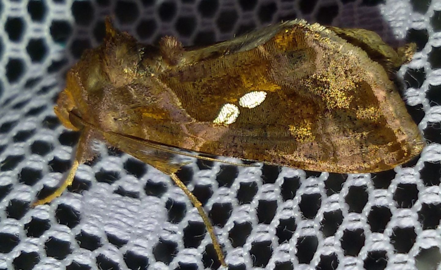 Bruchi sul pomodoro - Noctuidae Plusiinae