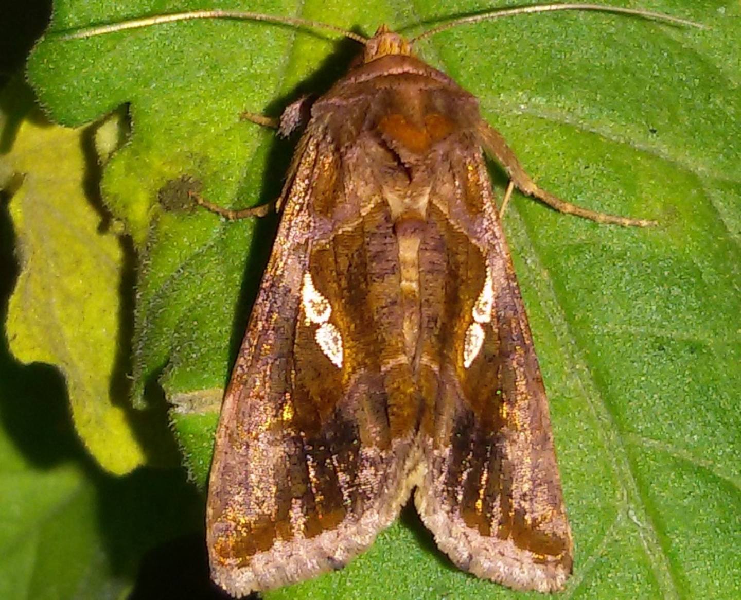 Bruchi sul pomodoro - Noctuidae Plusiinae