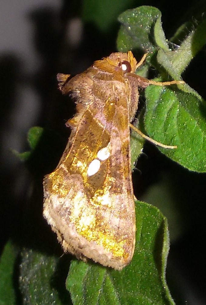 Bruchi sul pomodoro - Noctuidae Plusiinae