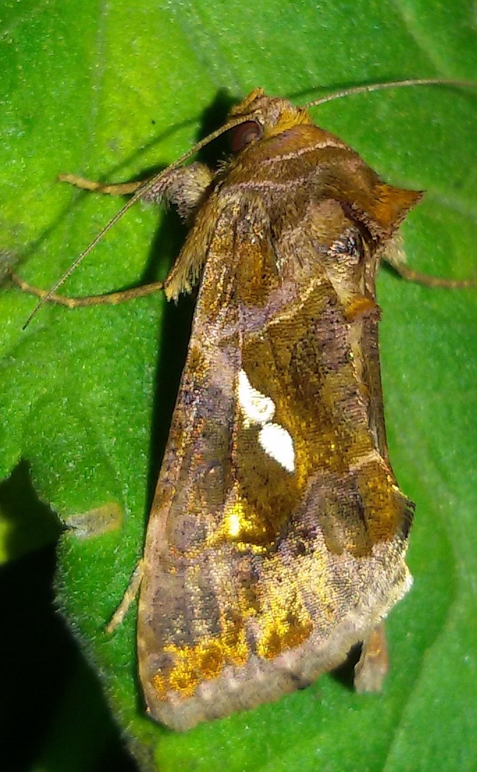 Bruchi sul pomodoro - Noctuidae Plusiinae