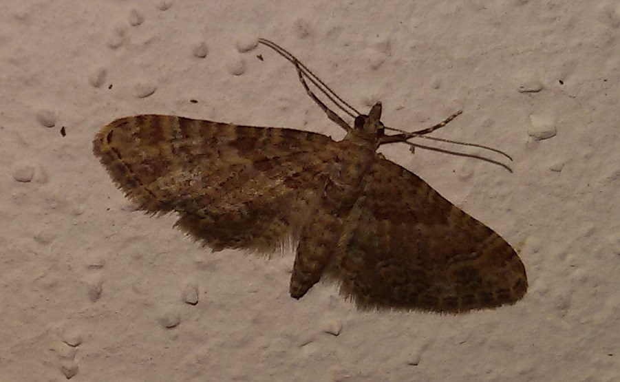 Gymnoscelis rufifasciata? S