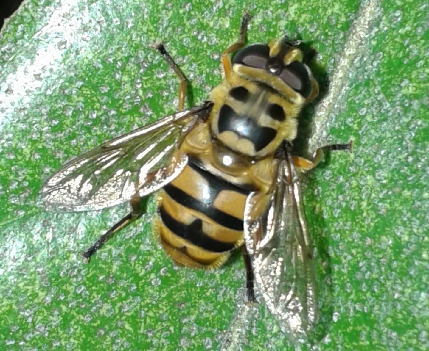 Myathropa florea