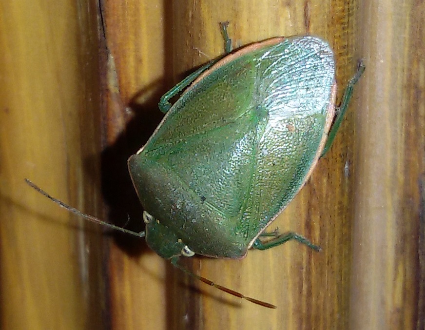 Pentatomidae: Acrosternum heegeri