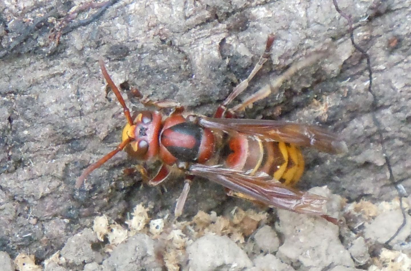 Vespa crabro. Che fa?