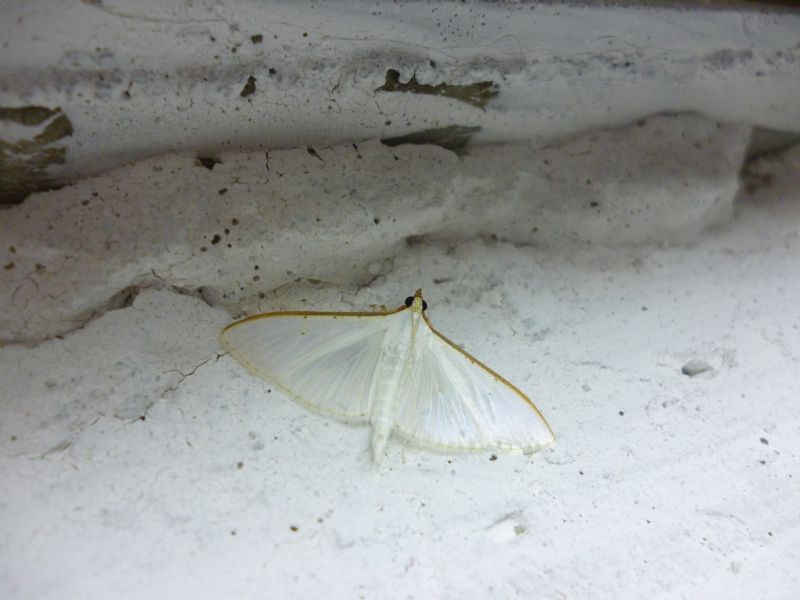 Palpita vitrealis