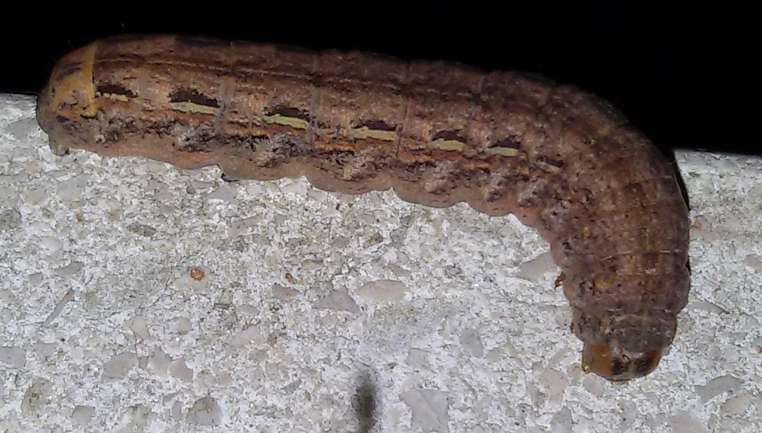 Bruco di Noctuidae da identificare - Noctua pronuba