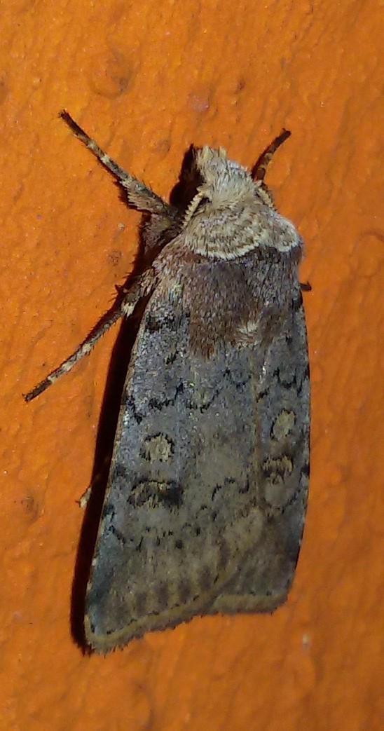 Cerastis faceta, Noctuidae