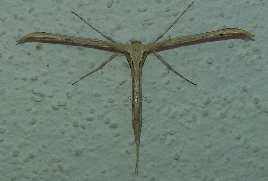 Emmelina monodactyla? S