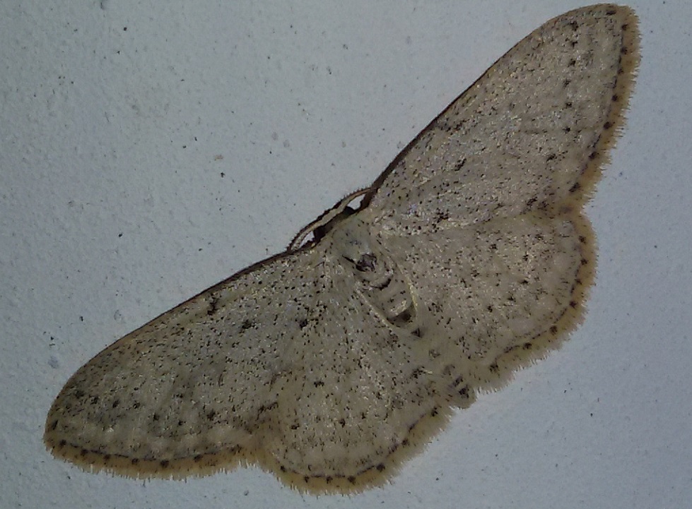 Idaea seriata? S