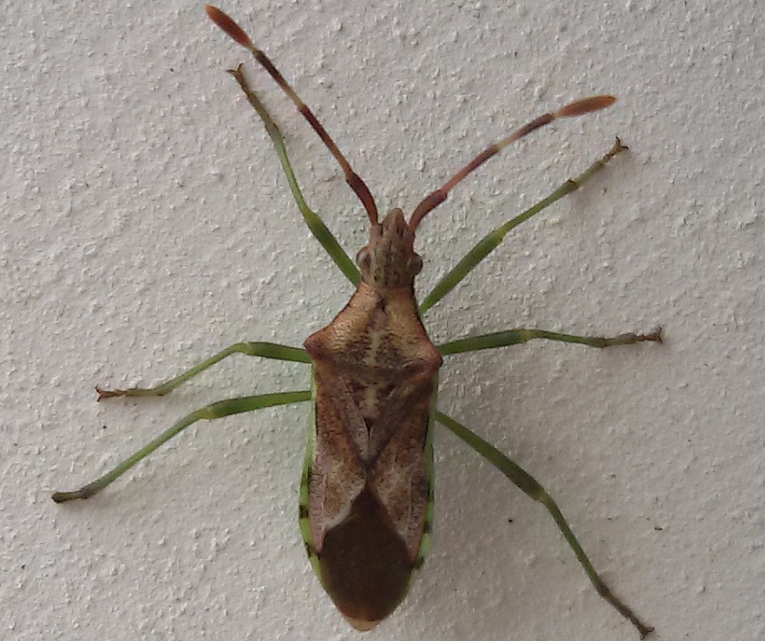 Coreidae:     Gonocerus juniperi