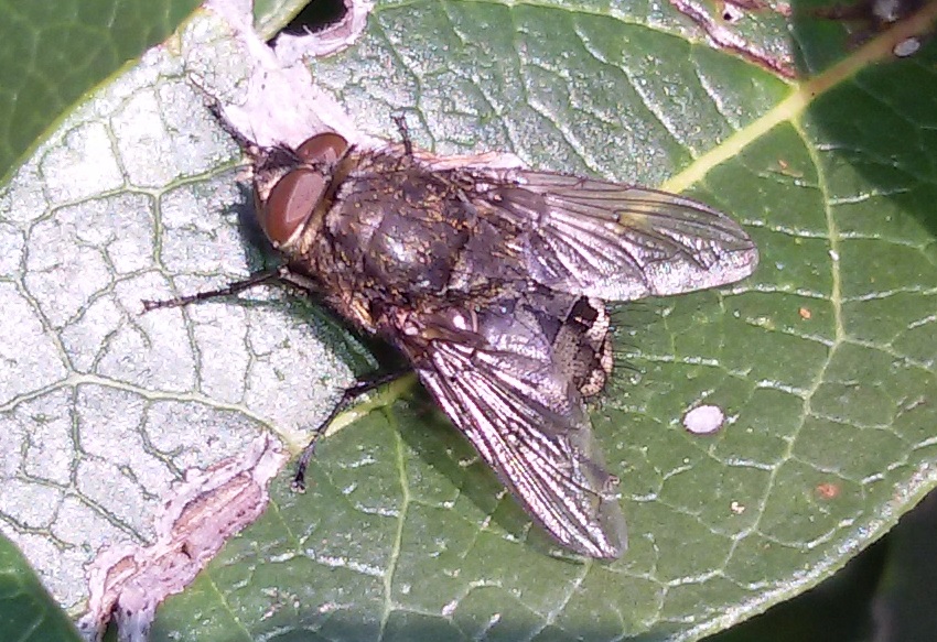 Calliphoridae ? Pollenia? Si, maschio