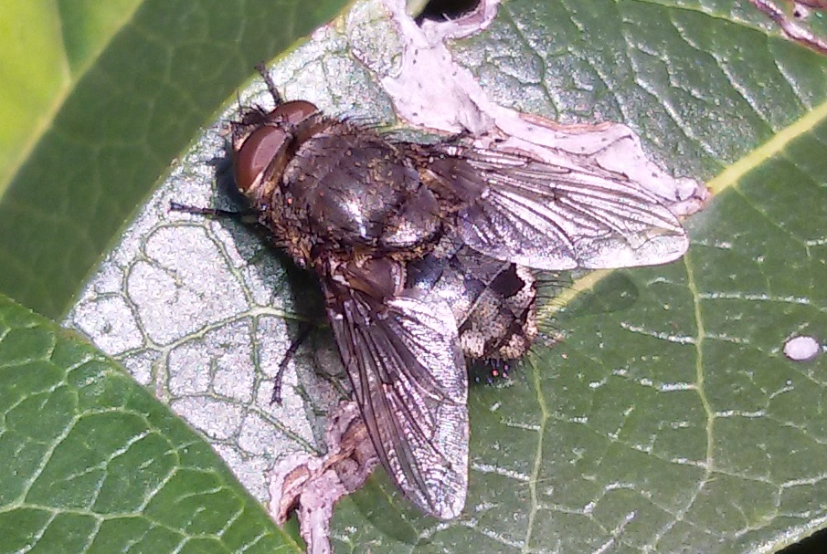 Calliphoridae ? Pollenia? Si, maschio