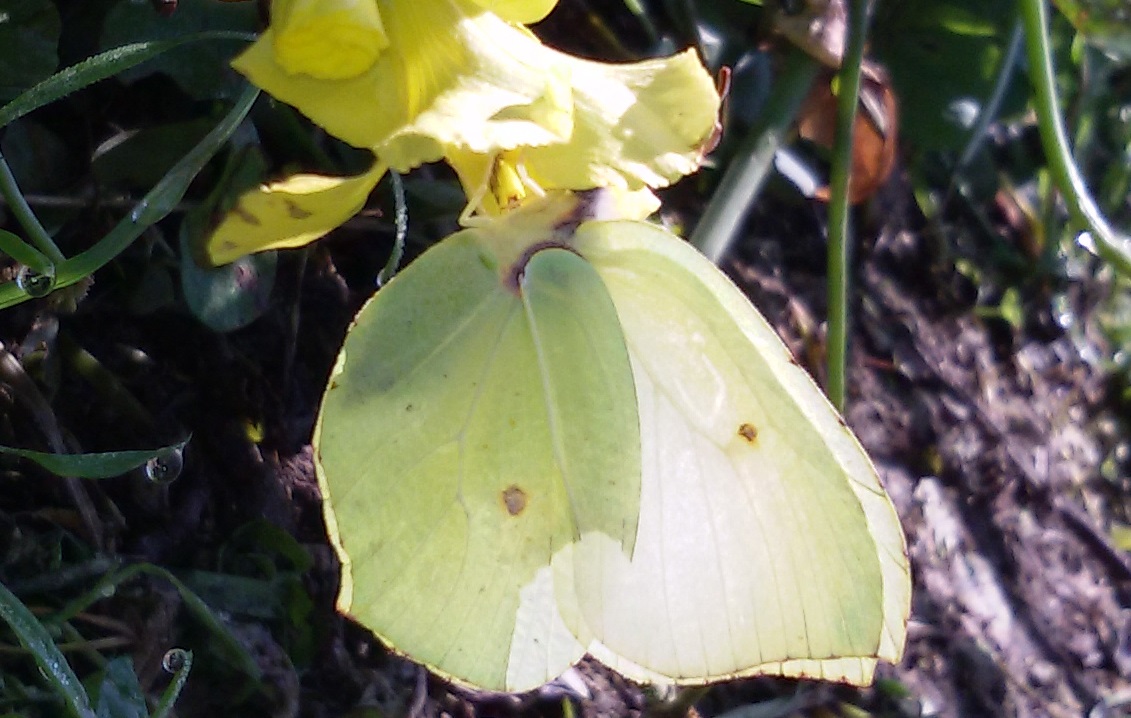 Gonepteryx cleopatra, Pieridae