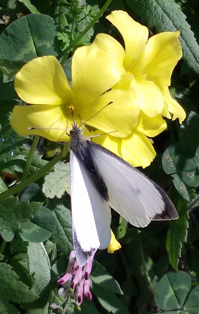 Pieris brassicae maschio? S