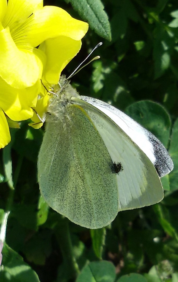 Pieris brassicae maschio? S