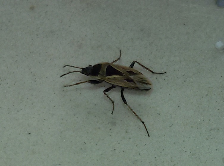 Lygaeidae: Rhyparochromus quadratus