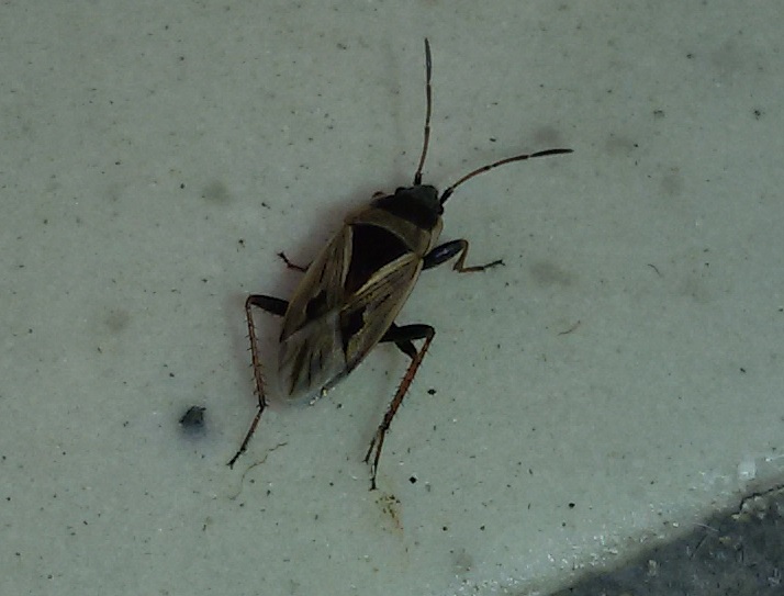 Lygaeidae: Rhyparochromus quadratus