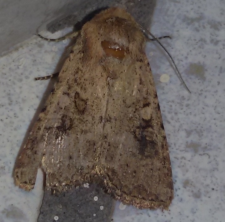 Molto usurata da identificare - Noctuidae