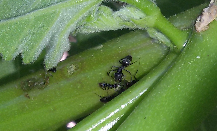 Formiche erbivore? No....Tapinoma sp. (Formicidae)