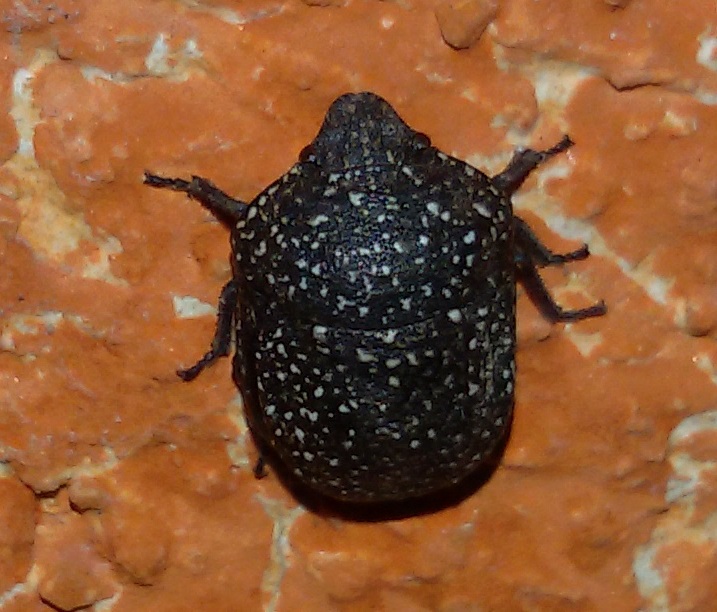 Scutelleridae:   Psacasta cfr. exanthematica