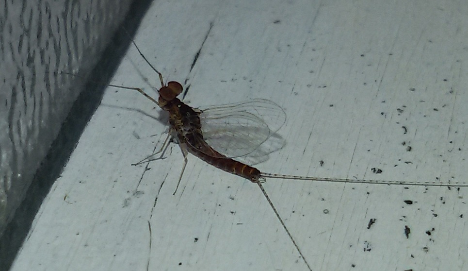 Baetidae: Cloeon cognatum maschio? S !