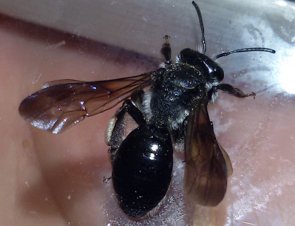 Andrena agilissima?  S, femmina