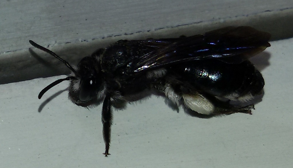 Andrena agilissima?  S, femmina