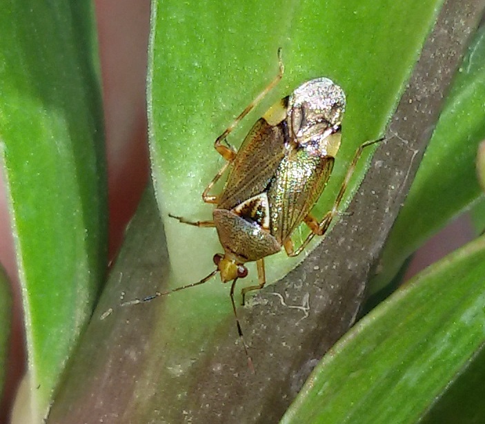 Deraeocoris flavilinea,  femmina