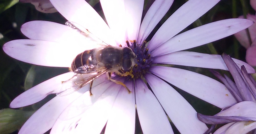 Eristalis tenax femmina (Syrphidae)