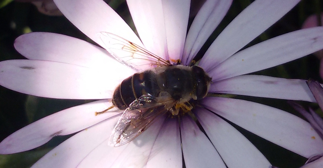 Eristalis tenax femmina (Syrphidae)