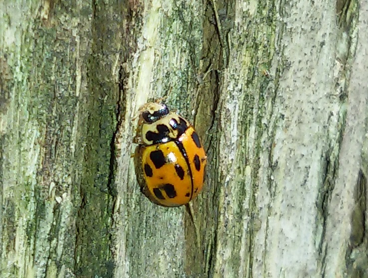 Propylea quatuordecimpunctata? S.