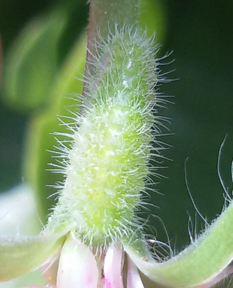 Cacyreus marshalli