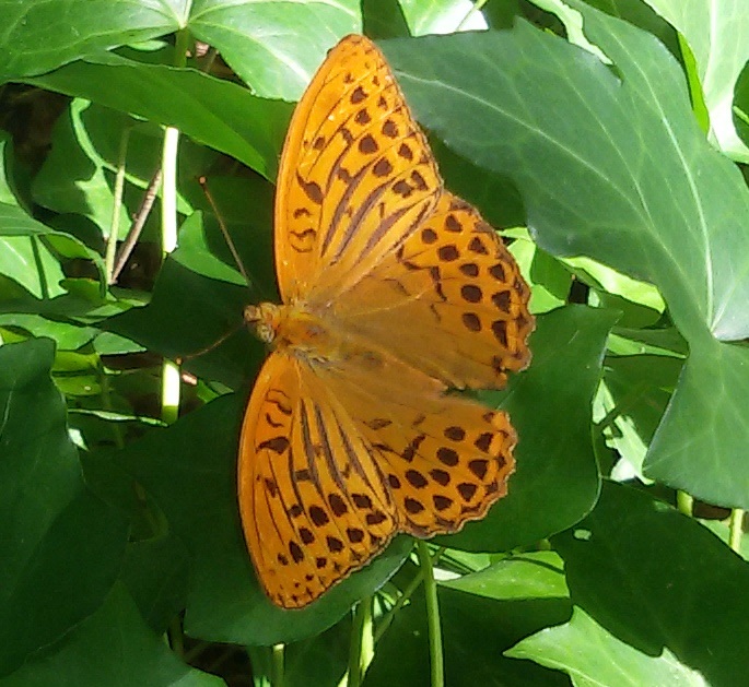 Argynnis paphia ? S