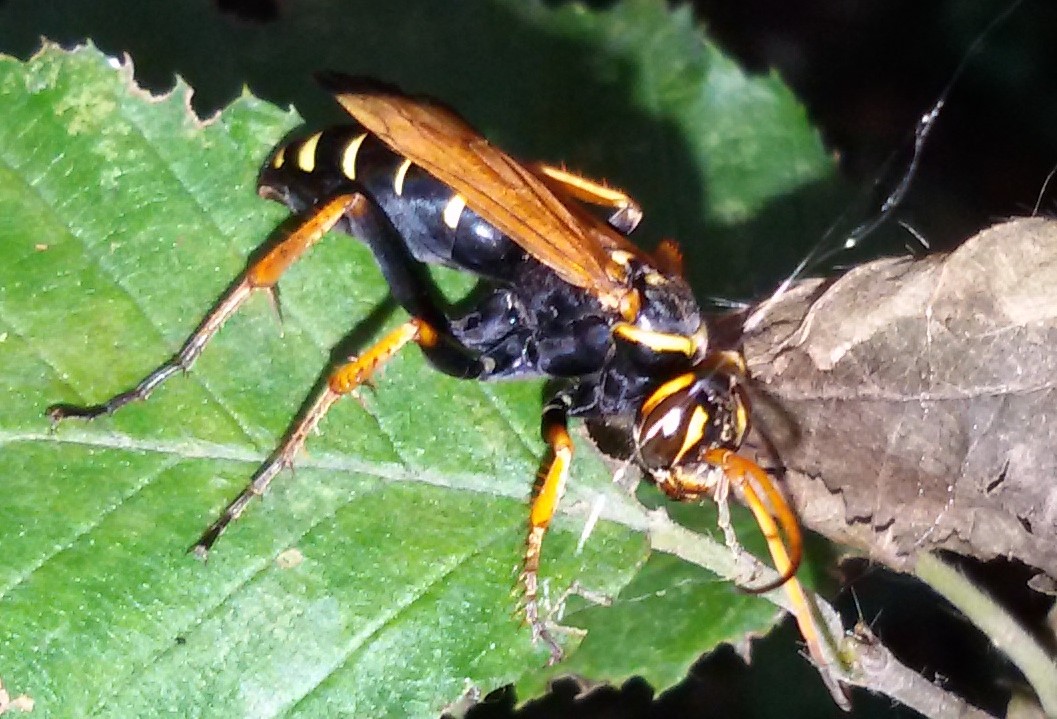 Batozonellus lacerticida