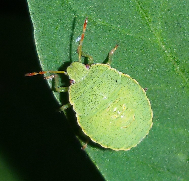 Palomena prasina