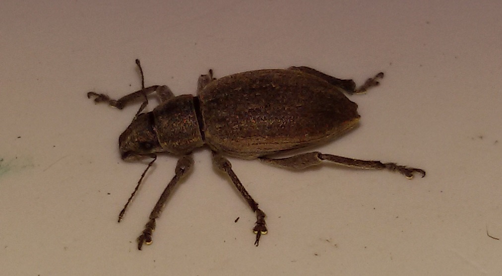 Brachyderes grisescens (Curculionidae)