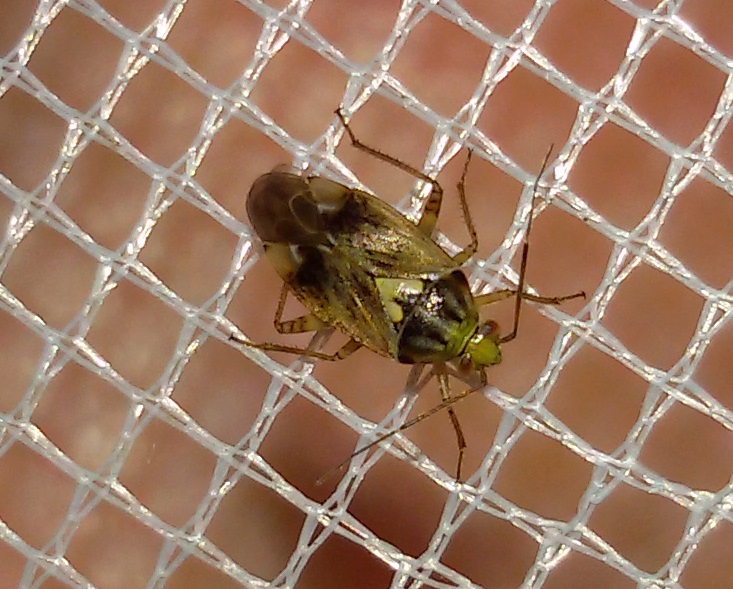 Miridae:  Lygus pratensis/gemellatus e Lygus rugulipennis