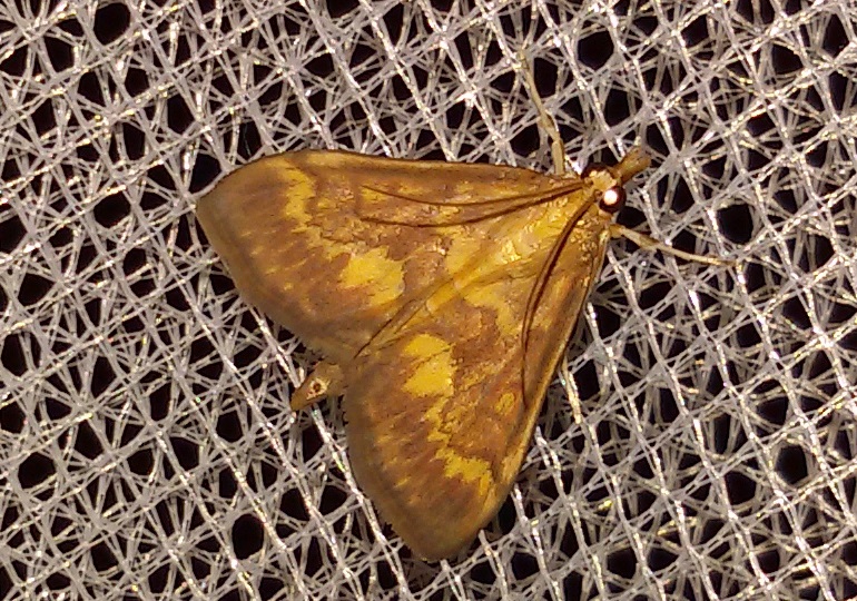 Ostrinia nubilalis? S