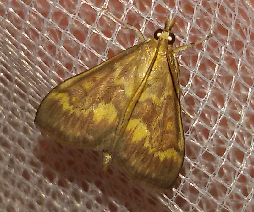 Ostrinia nubilalis? S