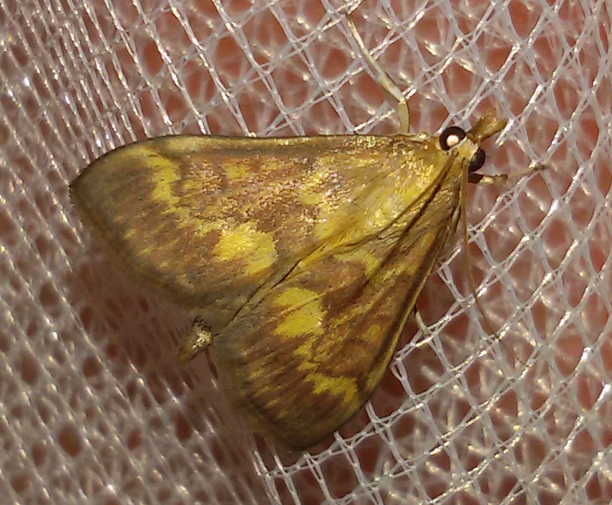 Ostrinia nubilalis? S