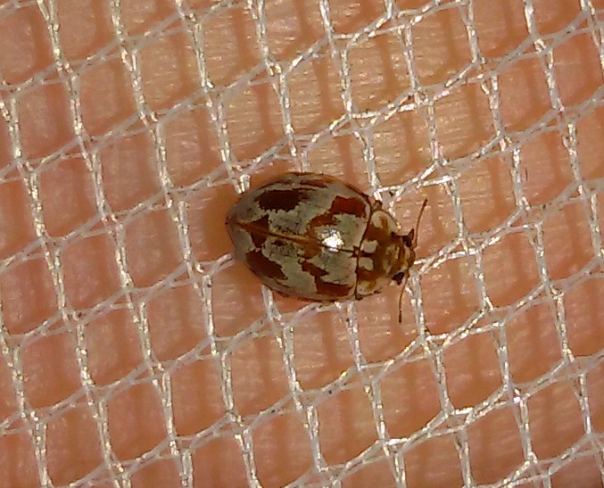 Coccinellidae: Myrrha octodecimguttata? S.