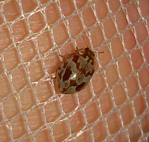 Coccinellidae: Myrrha octodecimguttata? S.