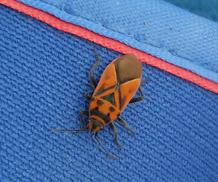 Lygaeidae: Graptostethus servus della Campania