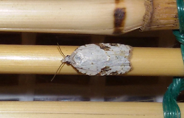 Acleris kochiella? S