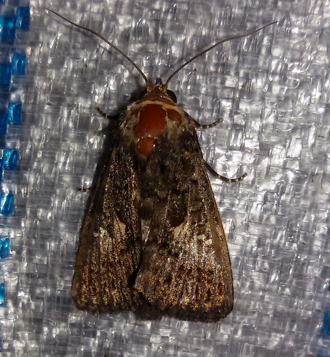 Molto usurata da identificare - Aedia leucomelas, Noctuidae