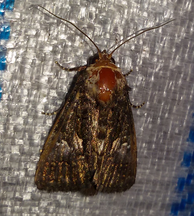 Molto usurata da identificare - Aedia leucomelas, Noctuidae