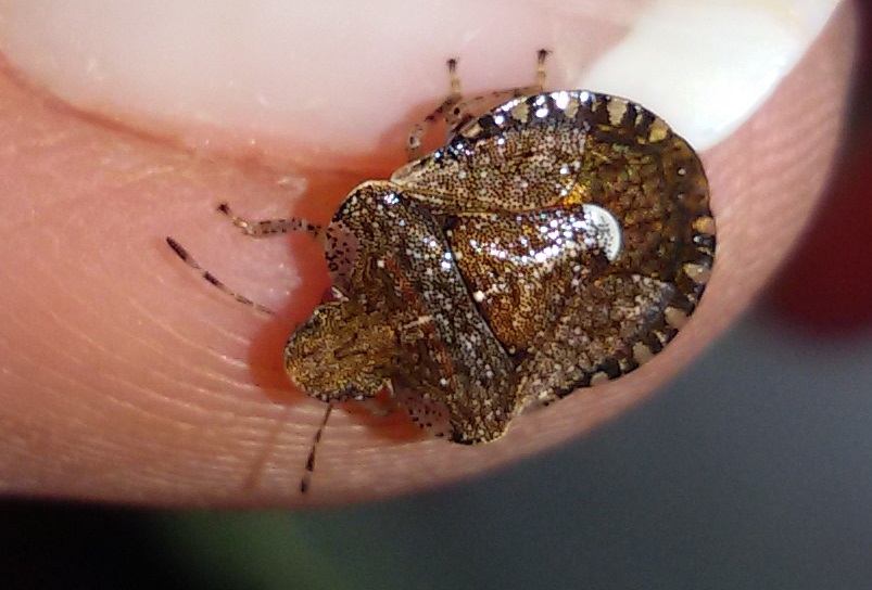 Pentatomidae:  Dyroderes umbraculatus?  S !