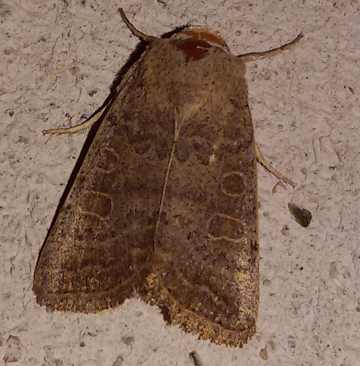 Agrochola? No, Hoplodrina ambigua, Noctuidae